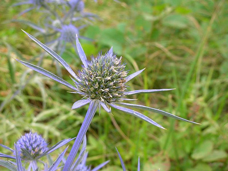 Eryngium amethystinum / Calcatreppola ametistina